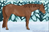 Horse Color:Chestnut Rabicano