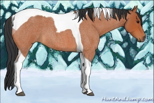 Horse Color:Bay Roan Tobiano