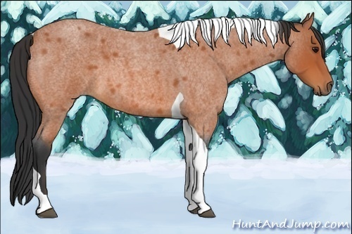 Horse Color:Bay Roan Tobiano 