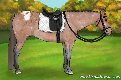 Horse Color:Bay Appaloosa 