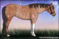 Horse Color:Bay Rabicano 