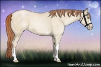Horse Color:Smoky Grullo Pearl 