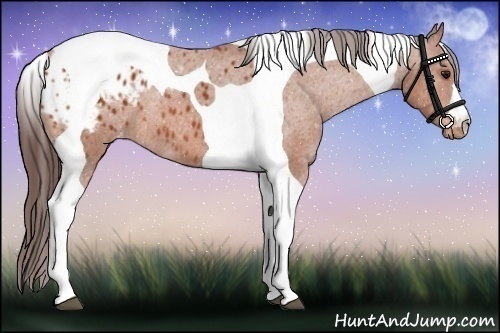 Horse Color:Bay Tobiano Appaloosa 