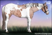 Horse Color:Bay Tobiano Appaloosa 