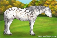 Horse Color:Bay Onyx Sabino Appaloosa