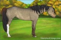 Horse Color:Liver Red Dun 