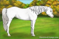 Horse Color:White Spotted Chocolate Palomino Blanket 