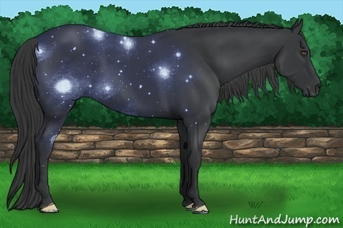 Horse Color:Black Frame 