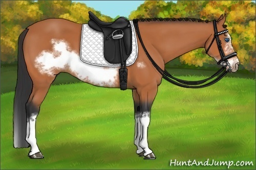 Horse Color:Bay Splash Frame