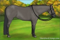 Horse Color:Grullo
