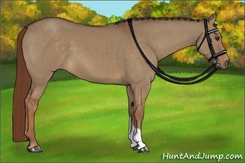 Horse Color:Red Dun