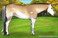 Horse Color:Bay Onyx Splash Frame