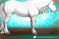 Horse Color:White Spotted Silver Smoky Black Appaloosa