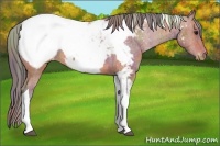 Horse Color:Nacre Bay Tobiano Appaloosa