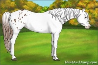 Horse Color:Chestnut Snowflake Varnish 