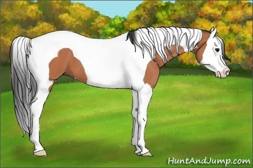 Horse Color:Bay Roan Splash Tobiano
