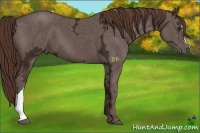 Horse Color:Liver Chestnut Ice 