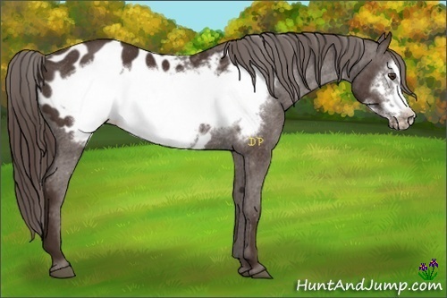 Horse Color:Liver Chestnut Frame Appaloosa Rabicano 