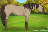 Horse Color:Liver Red Dun 