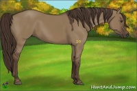 Horse Color:Liver Red Dun