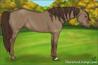 Horse Color:Liver Red Dun 