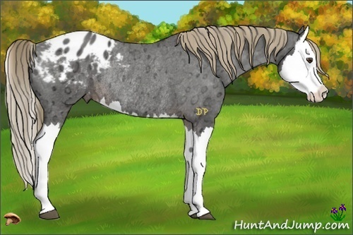 Horse Color:Liver Chestnut Ice Splash Appaloosa Rabicano 