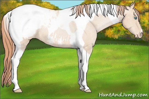 Horse Color:Buckskin Pearl Tobiano Appaloosa