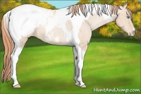 Horse Color:Buckskin Pearl Tobiano Appaloosa 
