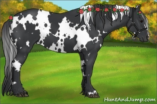 Horse Color:White Spotted Black