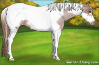 Horse Color:Red Roan Tobiano Frame Appaloosa 
