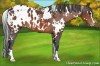 Horse Color:White Spotted Bay Sabino Appaloosa