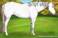 Horse Color:White Spotted Liver Chestnut 