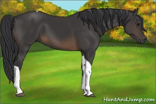 Horse Color:Buckskin Tobiano 