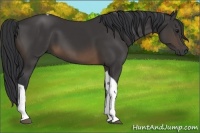Horse Color:Buckskin Tobiano