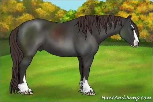 Horse Color:Liver Chestnut Sabino 