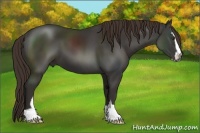Horse Color:Liver Chestnut Sabino