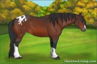 Horse Color:Bay Appaloosa