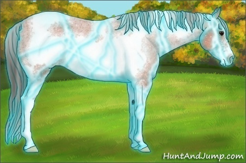 Horse Color:Thunderstruck White Spotted Bay Tobiano Frame Appaloosa Rabicano 