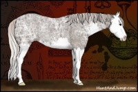 Horse Color:Silver Black Ice Sabino Splash Rabicano 