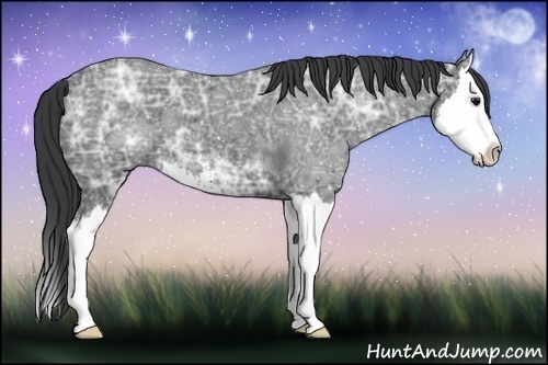 Horse Color:Smoky Black Ice Sabino Splash