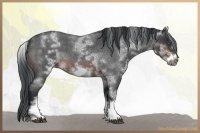 Horse Color:White Spotted Brown Roan Frame