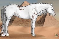 Horse Color:Bay Sabino 
