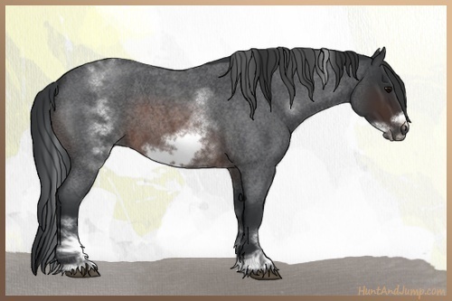 Horse Color:White Spotted Brown Roan Frame 