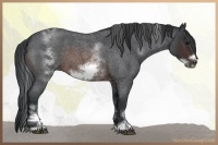 Horse Color:White Spotted Brown Roan Frame 