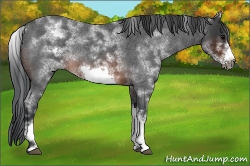 Horse Color:White Spotted Brown Roan Frame 