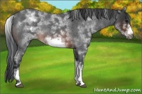 Horse Color:White Spotted Brown Roan Frame 
