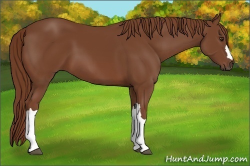 Horse Color:Chestnut 