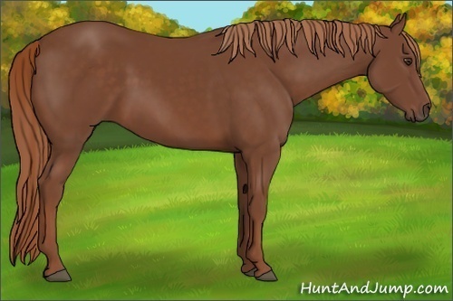 Horse Color:Chestnut 