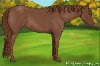 Horse Color:Red Roan 