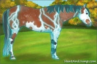 Horse Color:Thunderstruck Bay Splash